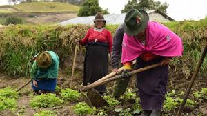 El FIDA trabaja en el mejoramiento de los medios de vida de familias  rurales en Ecuador | Noticias Agropecuarias