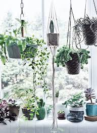 The Ultimate Guide To Indoor Hanging Plants
