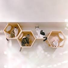 More importantly, cat wall climbing shelves allow your cats to explore and lounge up high, which cats love. 19 7 L X 17 1 H Hexagonal Wall Cat Climbing Shelf 4 Openings Pine Wood Cat Trees Condos Cat Pet