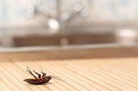 roaches in your apartment