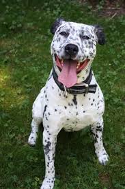 Rare types of dalmatians that are too breathtaking for words. Man Sues Neighbour And Animal Rescue Group After His Dog Is Killed By A Pitbull Lipstick Alley