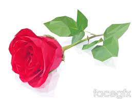 single red rose flowers vector for free