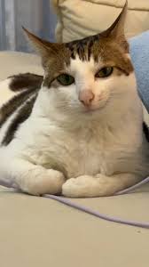 Uncle Bao Cat Videos Compilation