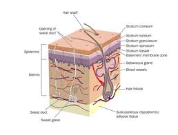 Structure And Function Of The Skin Wound Care Education