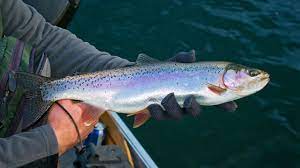 rainbow trout wesportfish com