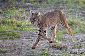 texas hill country wild cats to watch