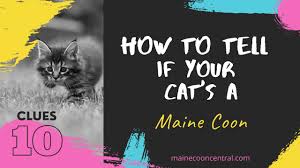 how to tell if your cat is a maine