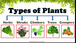 types of plants types of plants for