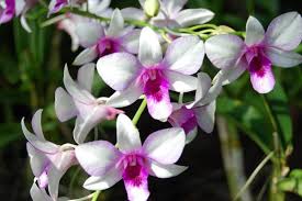 bali orchid garden in bali