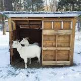 where-goat-live-is-called