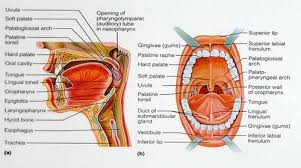 11 basic anatomy and physiology of the