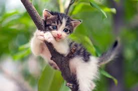 See more ideas about cat pics, cats, cute cats. Cat Stuck In A Tree Here S How To Rescue Your Feline Friend Daily Paws
