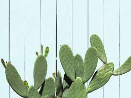 is cactus water good for you