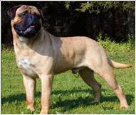 Bullmastiff Dog Breed Facts And Personality Traits