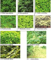 b plants used for protection and
