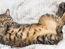 cat has a swollen abdomen or belly