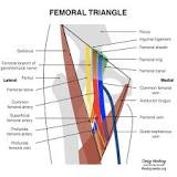 Image result for icd 10 code for dvt of deep femoral vein