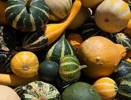Optional metallic gold or sunny gold stain on flower petals. Gourds Types Of Gourds Growing Gourds Curing Gourds Old Farmer S Almanac