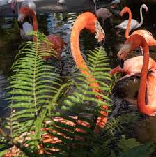 Flamingo Gardens