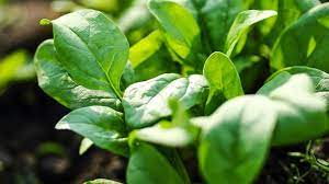 Growing Spinach In A Square Foot Garden