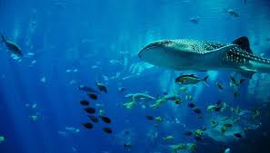 Ikan paus merupakan ikan yang memiliki ukuran yang besar dan hidupnya hanya ada kedalaman laut yang paling dalam. Bagaimana Cara Menggambar Ikan Paus Yang Mudah
