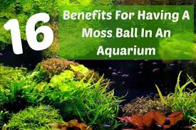 How To Grow Moss On Wood In 6 Easy