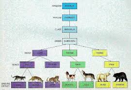 Image Result For Animal Classification System Animal