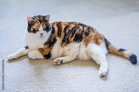 angry calico cat on carpet stock photo