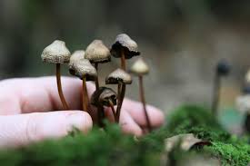Magic Mushrooms - Understanding the Types & Effects | Rehab Guide UK