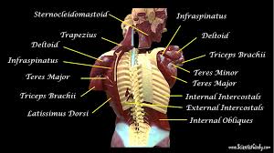 The torso or trunk is an anatomical term for the central part, or core, of many animal bodies (including humans) from which extend the neck and limbs. The Muscles Of The Head Trunk And Shoulders Scientist Cindy