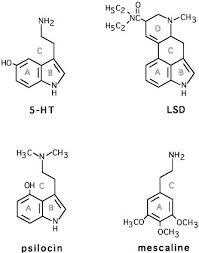 serotonin and hallucinogens