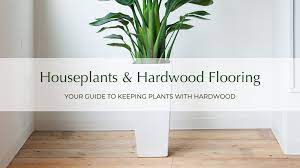 houseplants and hardwood flooring