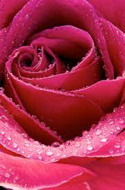 Free Beautiful Rose Flower Close-up ...