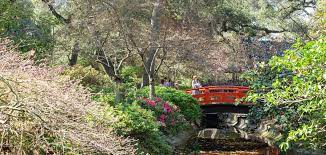 Your Guide To Visiting Descanso Gardens