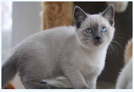 Search for a kitten or cat. Catbreeds 44 Inspirational Quotes About Siamese Adoption