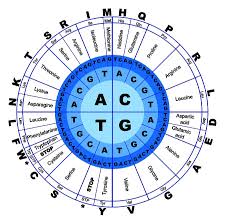 Dna Genetic Code Circle Gene Codon Amino Acid