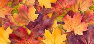 Image result for pictures of fall leaves