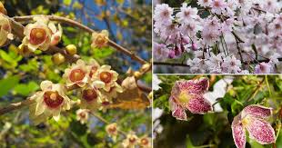 Fragrant flowering trees zone 6. 18 Winter Flowering Shrubs That Look Good In Winter Garden Balcony Garden Web