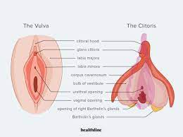 Clitoris: Stimulation, Orgasms, Positions & More