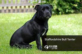 Staffordshire Bull Terrier Dangerous Dogs Act gambar png