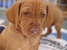 Vizsla puppies for sale at canine corral the #1 place on long island to buy your new puppy! Puppies And Stud Dogs Hungarian Vizsla Society