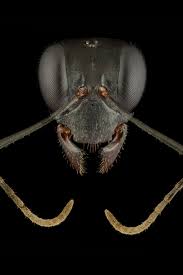 ant portraits reveal how diverse and