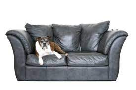 dog urine stain on a leather couch