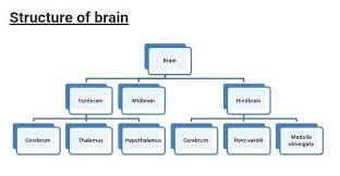 make a flowchart of parts of brain​ - Brainly.in