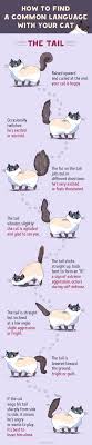 Look Finally Someone Made A Chart On Cat Language When