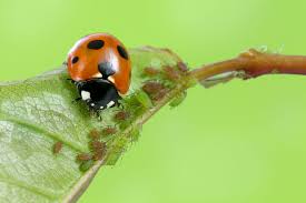 what do ladybugs eat insect experts