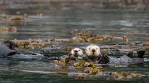 otters s nature seaweed sea