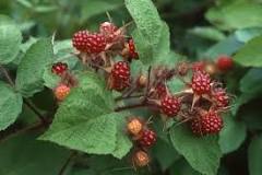 Are wineberries wild raspberries?