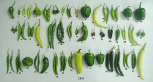 Fruits Size Shape And Colour Immature Of 48 Capsicum