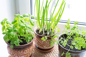 11 Herbs You Can Grow Indoors All Year